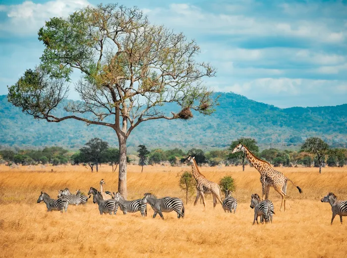 Zebras and giraffes grazing beneath an acacia tree on the Tanzanian plains