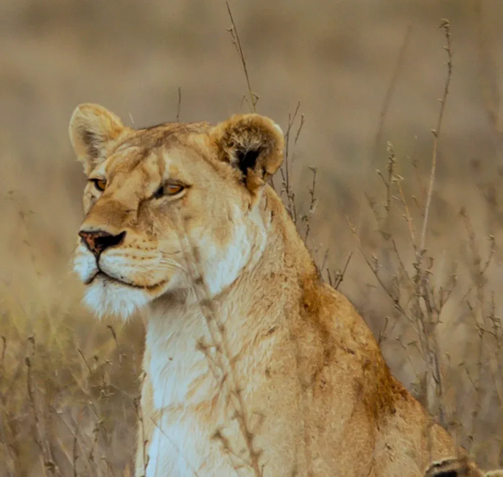 Serengeti