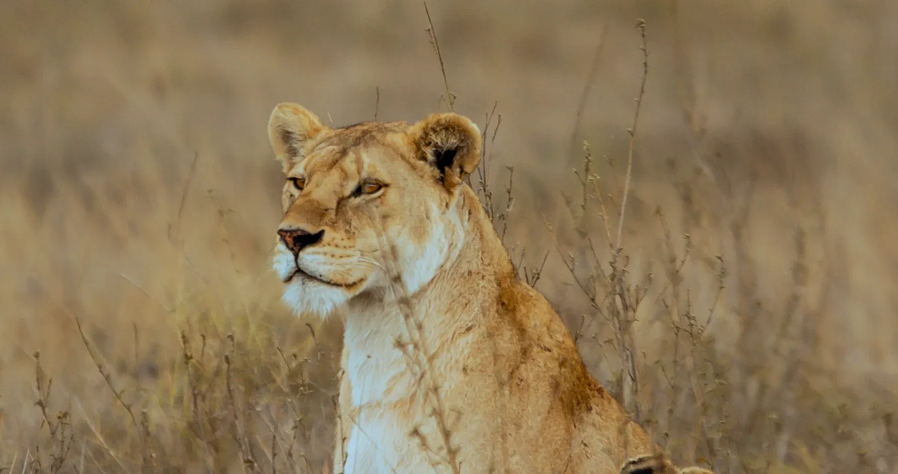 A lioness resting in golden grass on the Tanzanian plains