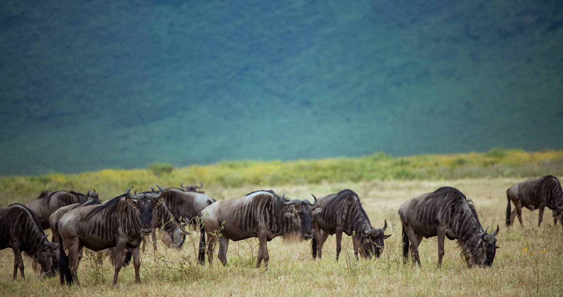 A wildebeest herd grazing inside the Ngorongoro Crater