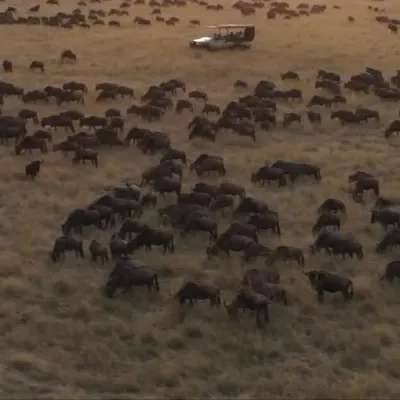 Aerial view of a safari vehicle among thousands of wildebeest during the Great Migration