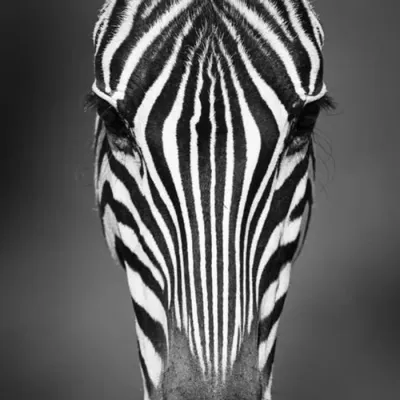 Close-up portrait of a zebra grazing, black and white stripes filling the frame