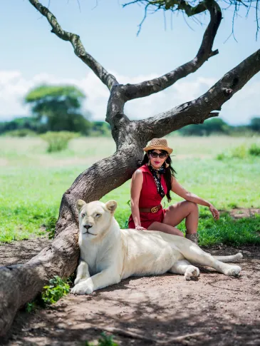 A traveller with a lion under an acacia tree in Tanzania