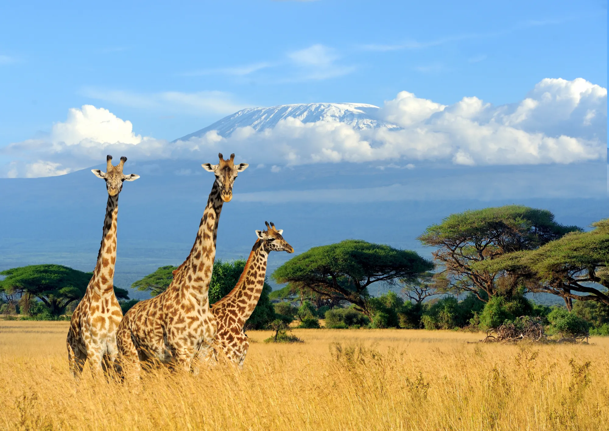 Three giraffes on the savannah with snow-capped Mount Kilimanjaro behind them