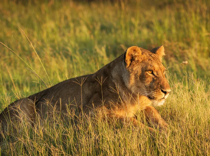 A lioness resting in golden grassland at Lake Manyara National Park