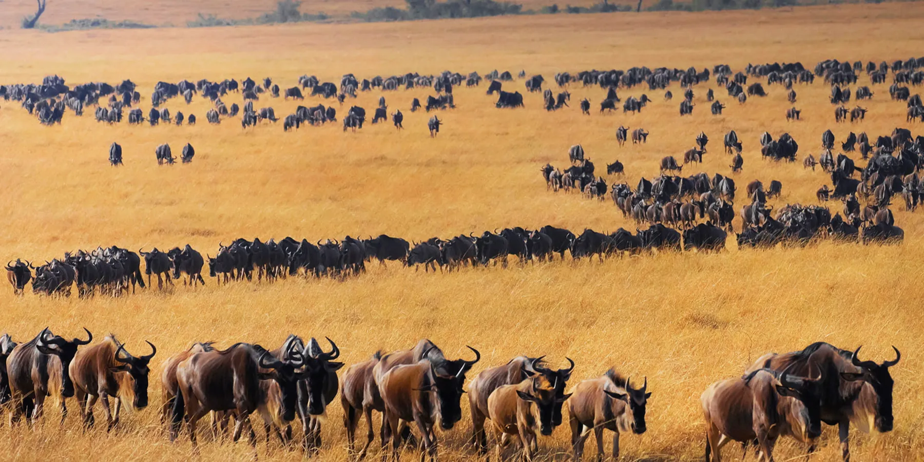 Wildebeest crossing the Serengeti plains at sunset