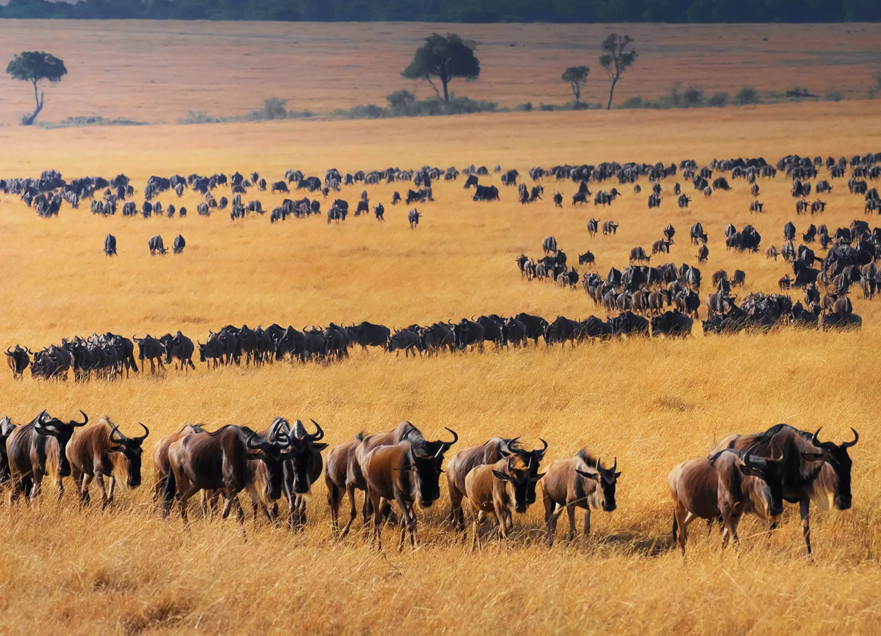 Vast golden plains of the Serengeti with wildebeest herds stretching to the horizon