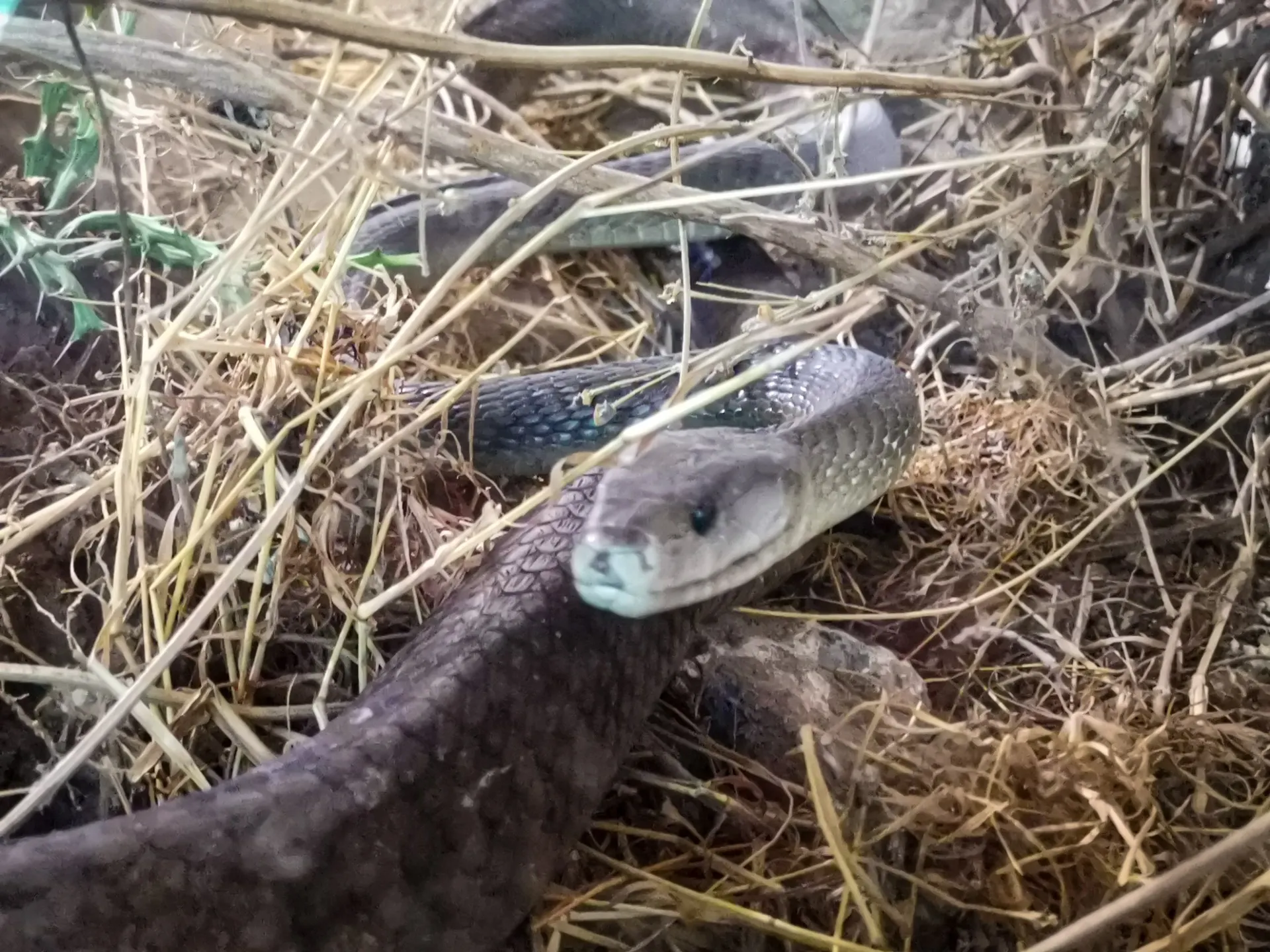 Meserani Snake Park – Experience Tanzania’s Reptiles