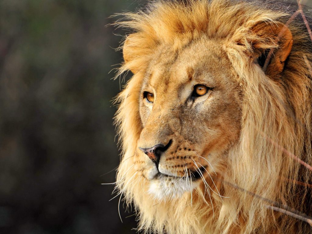 A close-up of a majestic lion in Serengeti National Park, Tanzania, during an African safari with Tanzalux Safaris.