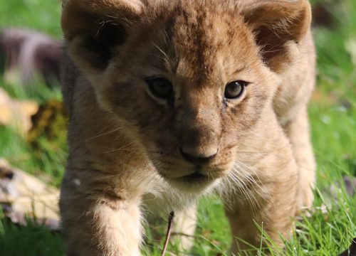 1-Day Tarangire National Park Safari – Elephant Paradise Near Arusha