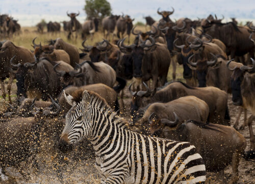 7-Day Serengeti Wildebeest Migration Camping Safari