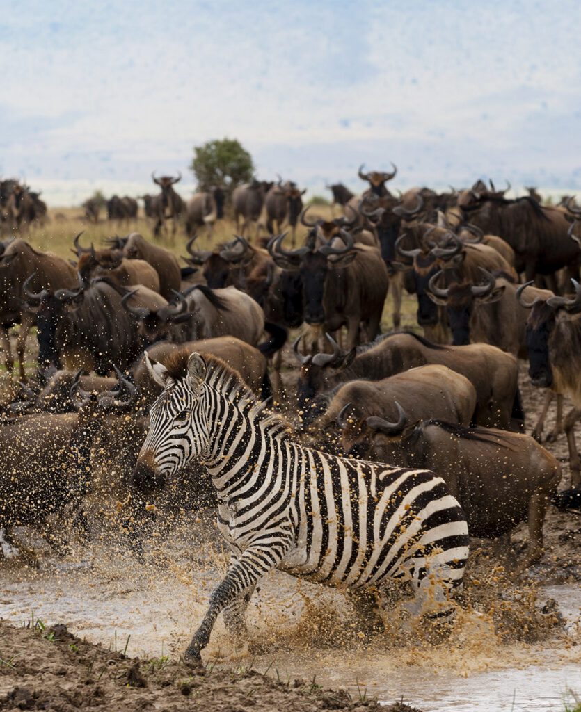 7-Day Serengeti Wildebeest Migration Camping Safari