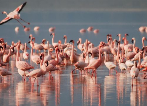 Lake Manyara National Park Safari: Discover Tanzania’s Hidden Gem with TanzaLux Safaris