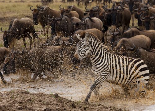 Serengeti Safari: Experience the Heart of Africa with TanzaLux Safaris