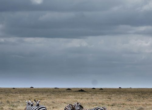 1-Day Arusha National Park Safari – Hidden Gem Near Arusha