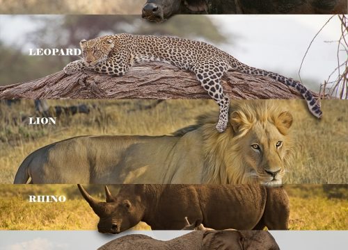 Big Five Safari in Tanzania: A Journey Into Africa’s Wild Heart
