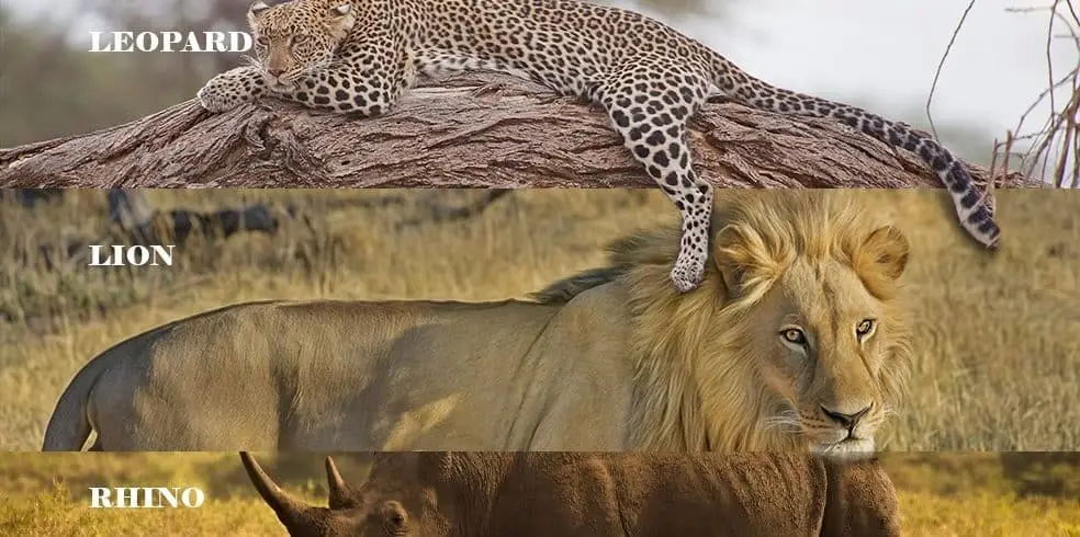 Close-up of the Big Five animals in Tanzania's savannah.