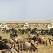 Wildlife safari with wildebeests and vehicles in Tanzania's plains.
