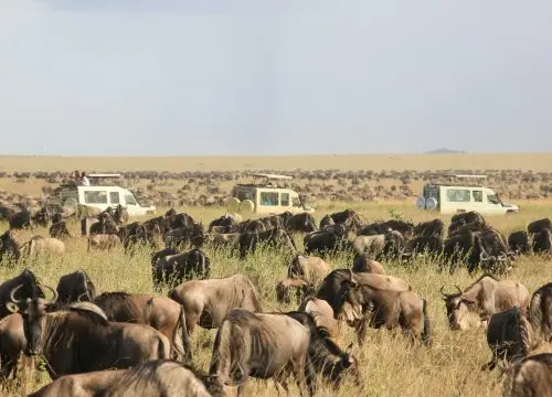 Tanzania’s Peak Safari Season Begins as Thousands of Tourists Arrive for Wildlife Adventures