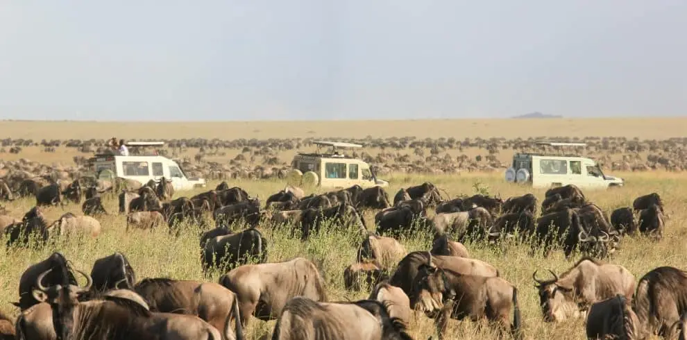 Wildlife safari with wildebeests and vehicles in Tanzania's plains.