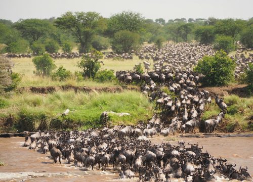 The Great Migration Safari in Tanzania: Nature’s Greatest Wildlife Show