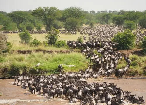 The Great Migration Safari in Tanzania: Nature’s Greatest Wildlife Show