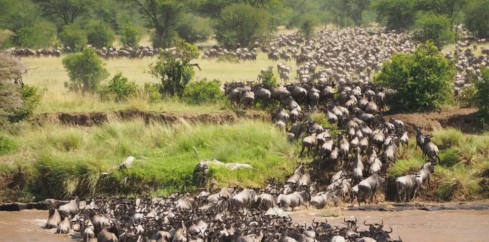 Herd of wildebeests crossing a river during migration in Tanzania.
