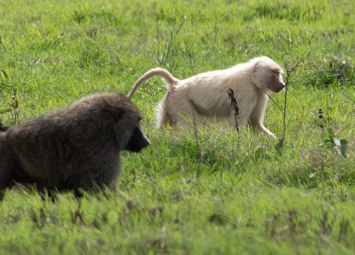 Arusha National Park: Tanzania’s Best-Kept Safari Secret
