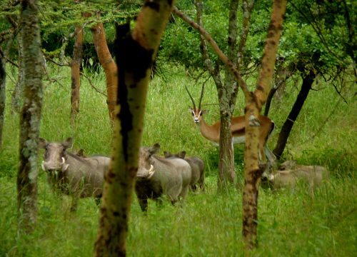 Is Tanzania Safe to Travel? A Complete Guide for Visitors (2026)