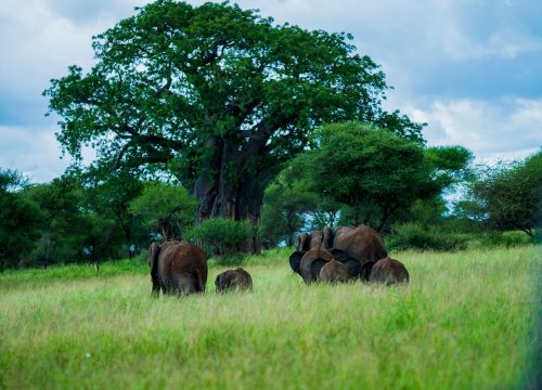 Tanzania Elephants Safari: Meet Africa’s Gentle Giants with TanzaLux Safaris