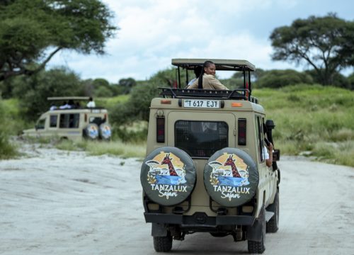 Why Safari Vehicles Matter for Wildlife Viewing