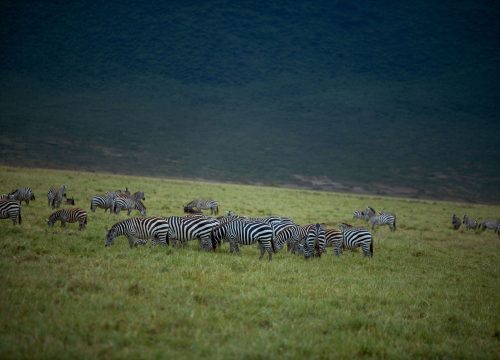 Serengeti or Ngorongoro Crater: Which One Should You Visit?
