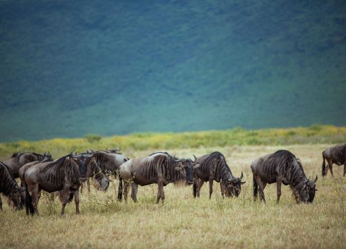 Welcome to Africa’s Natural Wonder