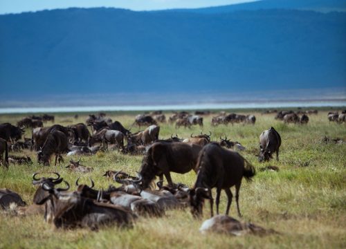 The Great Wildebeest Migration Calendar: Follow Nature’s Greatest Journey