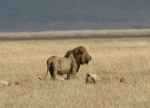Best Time to Visit Tanzania: Plan Your Perfect Adventure