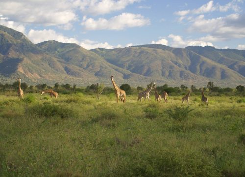 Mkomazi National Park: Tanzania’s Best-Kept Safari Secret