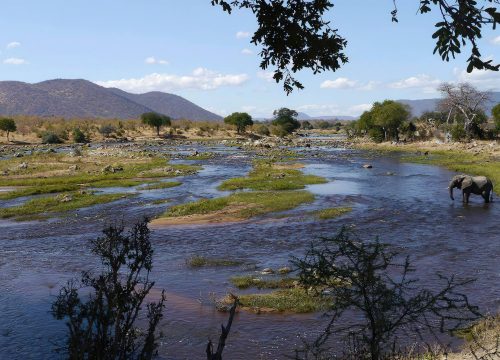 Ruaha National Park Safari: Tanzania’s Untamed Wilderness