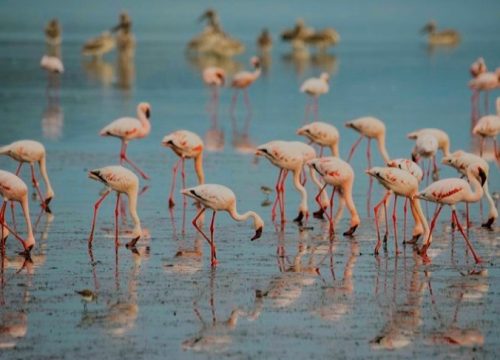Lake Natron Tanzania: A Journey to Africa’s Most Unique Natural Wonder