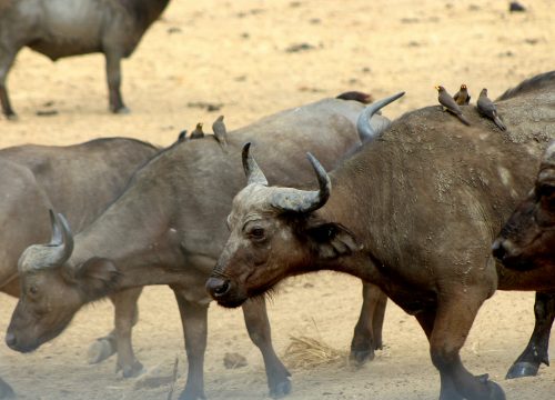 Mikumi National Park Safari: Tanzania’s Hidden Wildlife Treasure