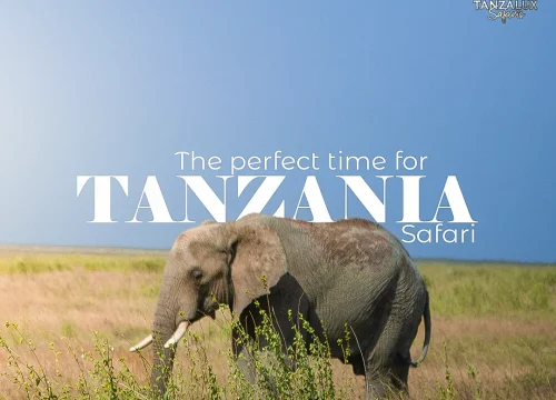 Best Time for a Tanzania Luxury Safari: Your Complete Guide