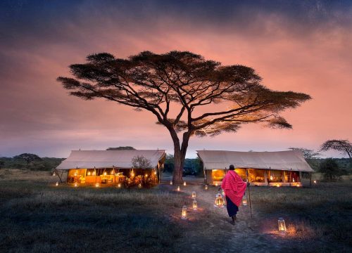 Best Serengeti Luxury Safaris: Your Dream African Adventure Begins Here